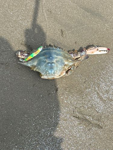 カニの釣果