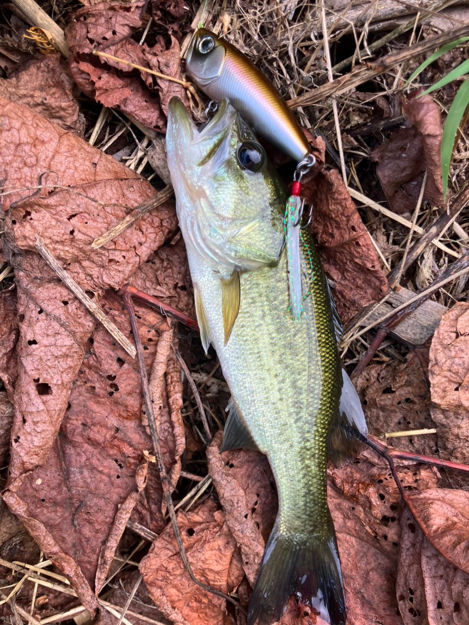 ラージマウスバス