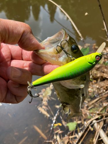 ラージマウスバスの釣果