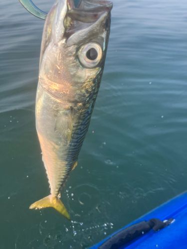 サバの釣果