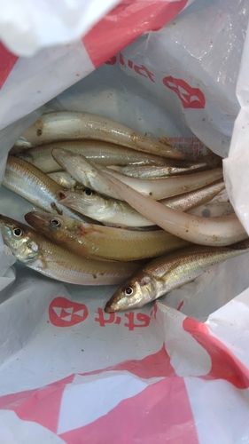キスの釣果