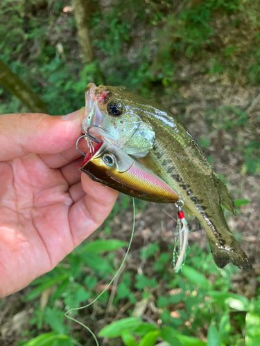 ラージマウスバスの釣果
