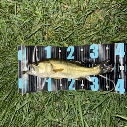 ラージマウスバス