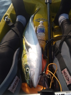 メジロの釣果