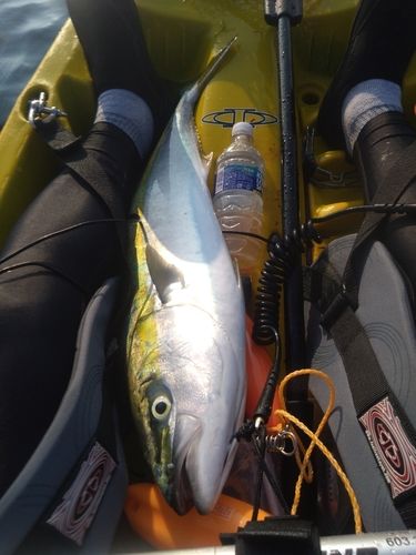 メジロの釣果
