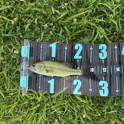 ラージマウスバス