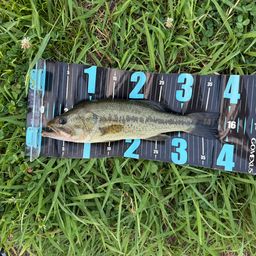 ラージマウスバス