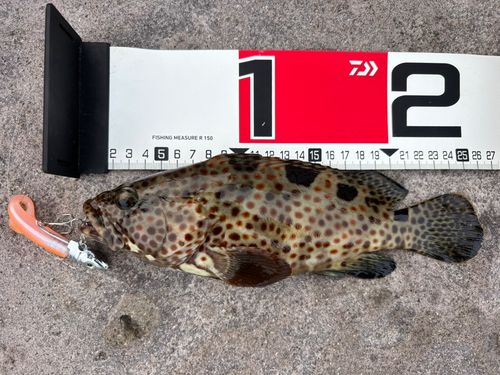 ノミノクチの釣果