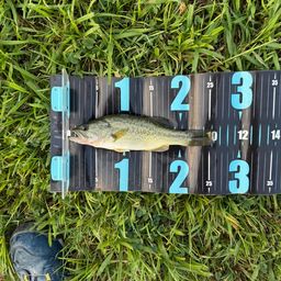 ラージマウスバス