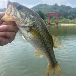 ラージマウスバス