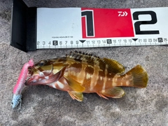 アカハタの釣果