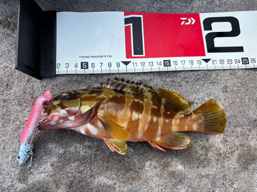 アカハタの釣果