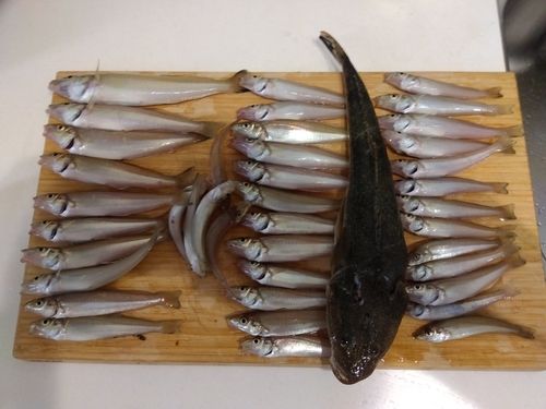 キスの釣果