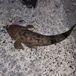 マゴチ