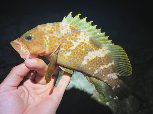 キジハタの釣果