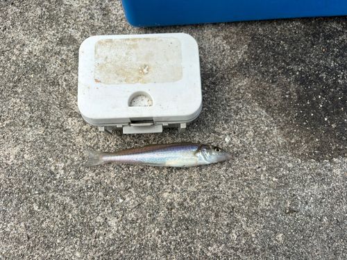 シロギスの釣果