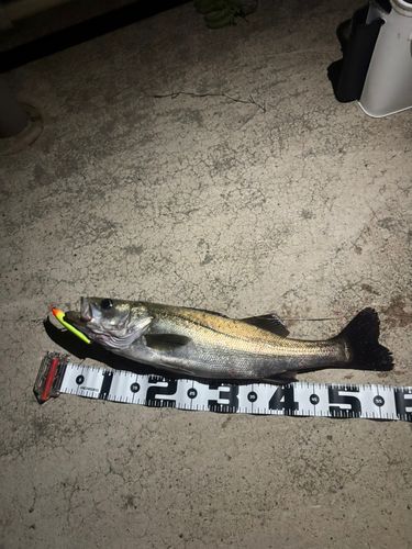 シーバスの釣果