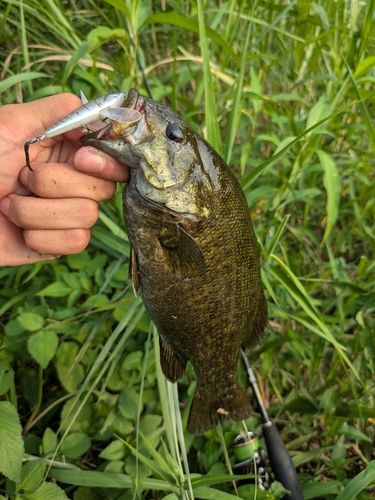 スモールマウスバスの釣果