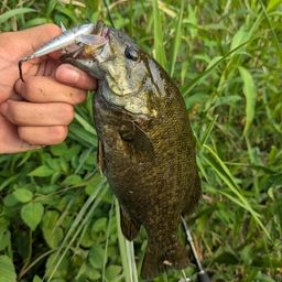 スモールマウスバス