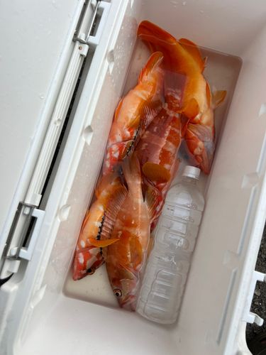 アカハタの釣果