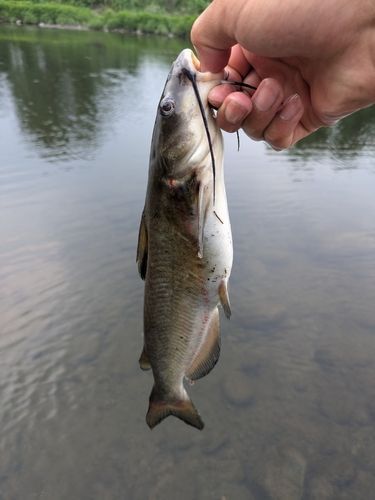 アメリカナマズの釣果