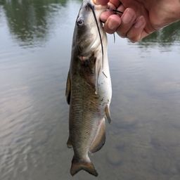 アメリカナマズ