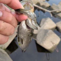 スモールマウスバス