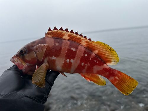 アカハタの釣果