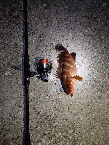 キジハタの釣果