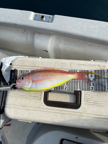 イトヨリダイの釣果