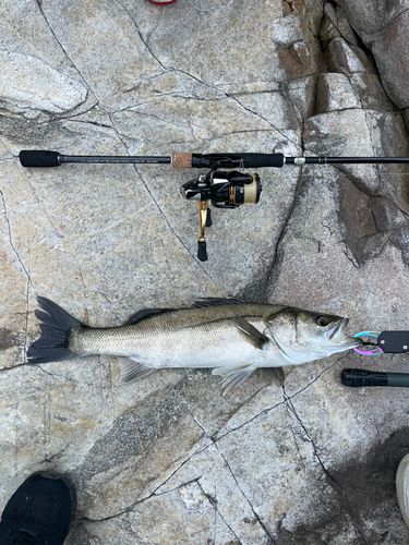 スズキの釣果