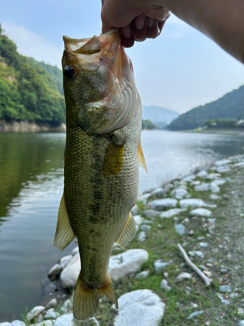 ブラックバス