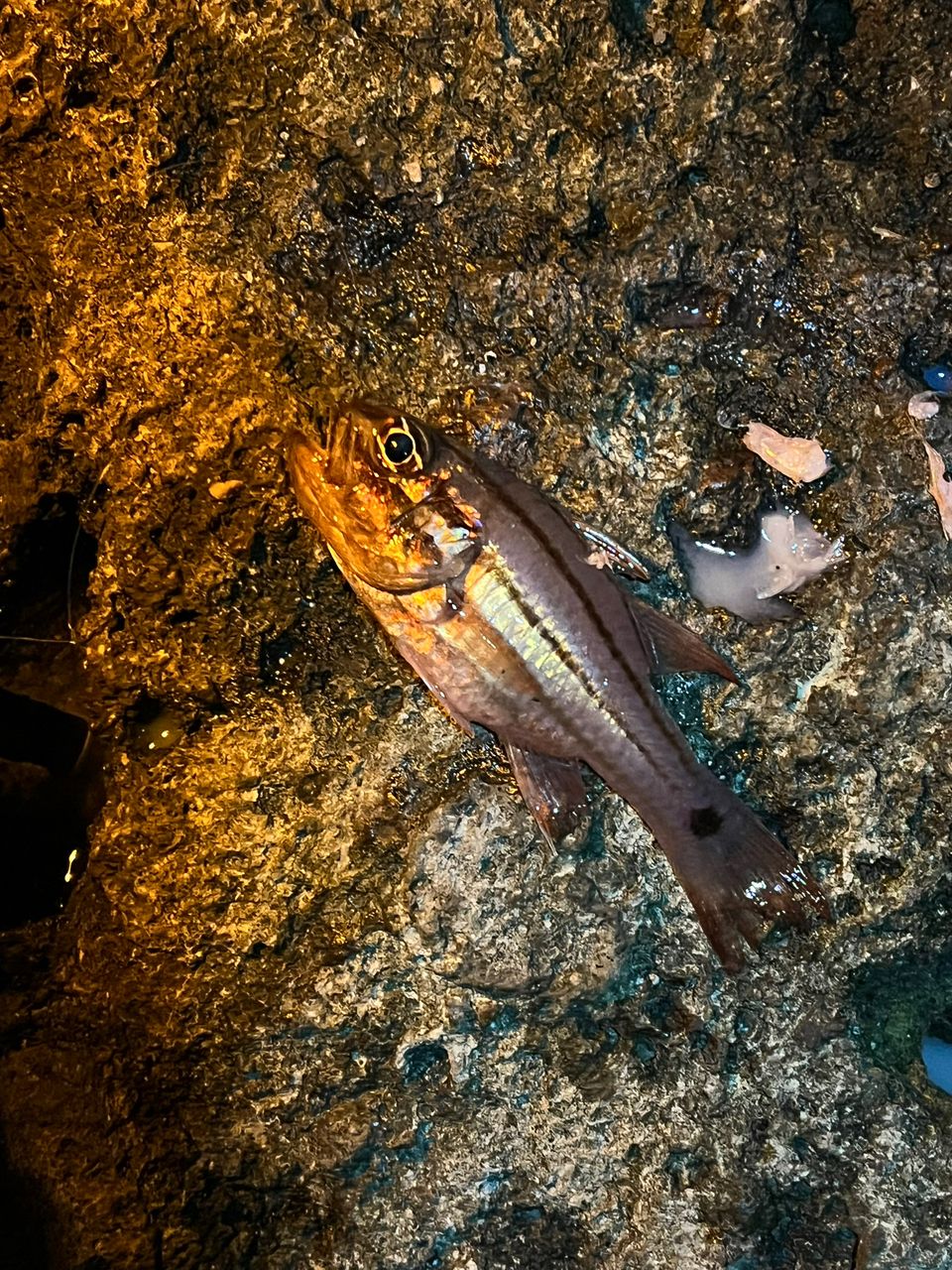 tatsu82さんの釣果 2枚目の画像