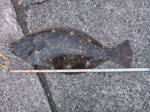 ヒラメの釣果