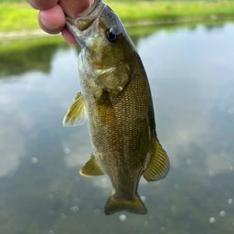 スモールマウスバス