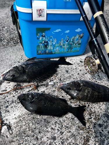 クロダイの釣果