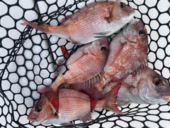 マダイの釣果