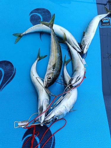 サバの釣果