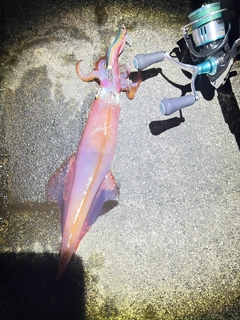 ケンサキイカの釣果