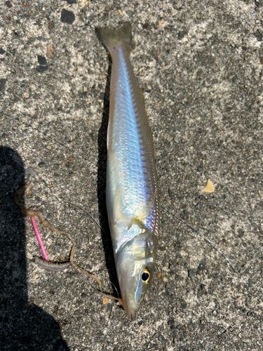 シロギスの釣果