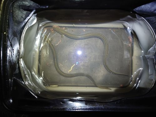 ウナギの釣果