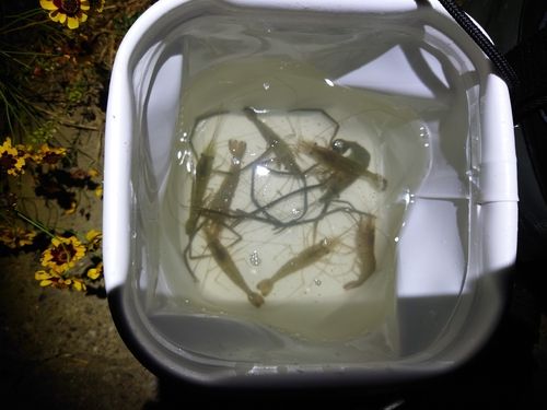 テナガエビの釣果