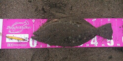 ヒラメの釣果