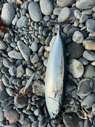 ソウダガツオの釣果