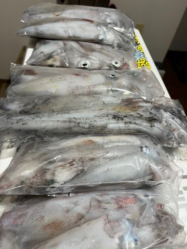 ケンサキイカの釣果