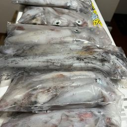 ケンサキイカ
