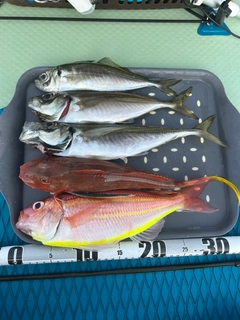 イトヨリダイの釣果