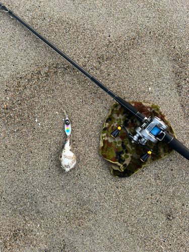 クサフグの釣果