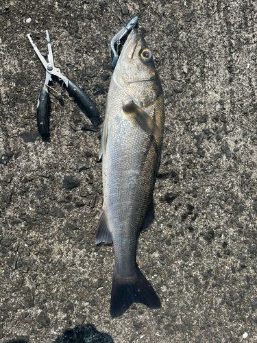 スズキの釣果