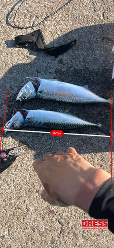 サバの釣果